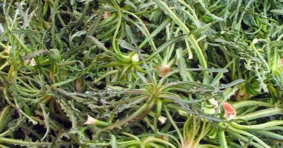 Ελληνικό Προιόν: Σταμναγκάθι, Αγριόχορτο Κατάλληλο Για Το Συκώτι, Την Καρδιά, Το Στομάχι, Το Δέρμα