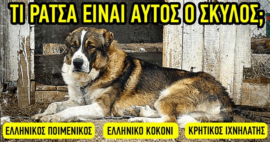 ΤΕΣΤ: Πόσο Καλά Γνωρίζετε Τελικά τις Ράτσες των Ελληνικών Σκύλων