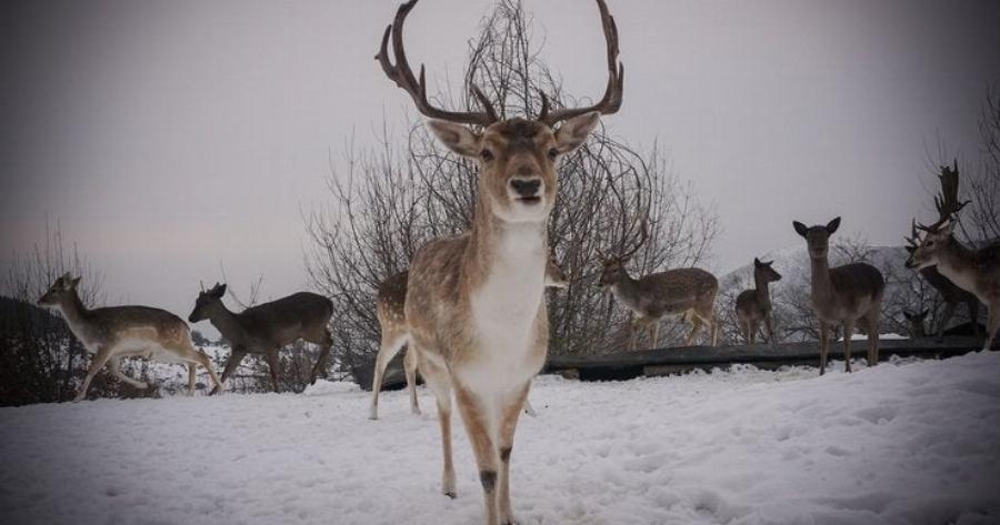 Πανέμορφα ζαρκάδια εμφανίζονται σε χιονισμένο χωριό της Κοζάνης. Οι φωτογραφίες είναι υπέροχες!