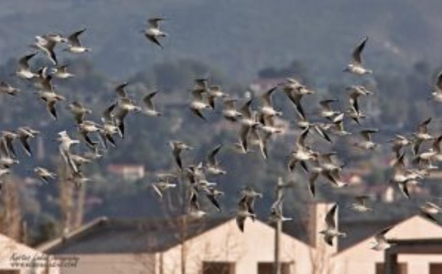Λιμνοθάλασσα Ωρωπού: Ένας άγνωστος υγροβιότοπος γεμάτος πανέμορφα φλαμίνγκο και ερωδιούς