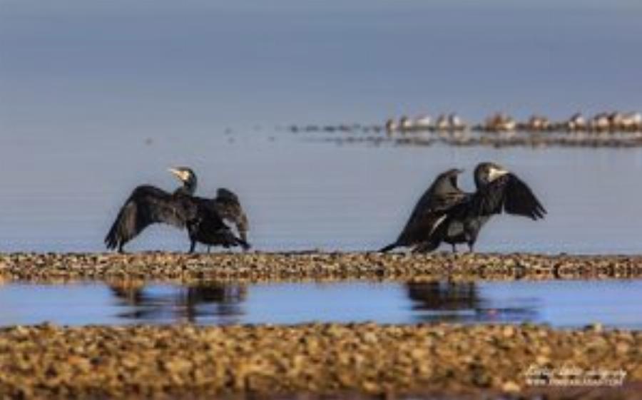 Λιμνοθάλασσα Ωρωπού: Ένας άγνωστος υγροβιότοπος γεμάτος πανέμορφα φλαμίνγκο και ερωδιούς