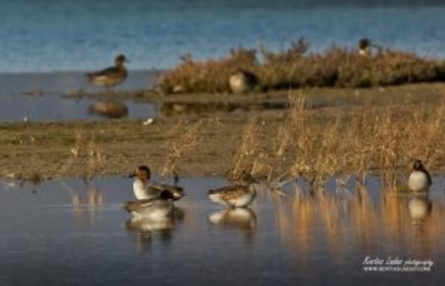 Λιμνοθάλασσα Ωρωπού: Ένας άγνωστος υγροβιότοπος γεμάτος πανέμορφα φλαμίνγκο και ερωδιούς