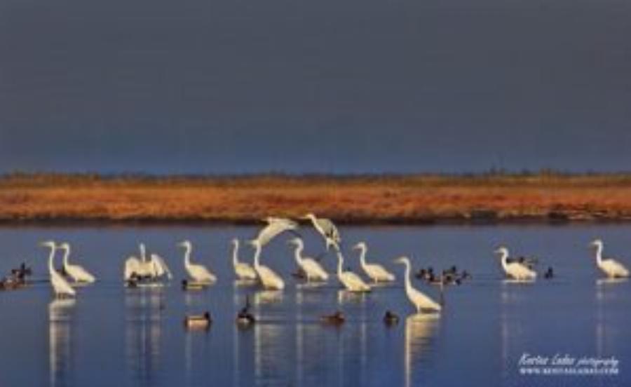 Λιμνοθάλασσα Ωρωπού: Ένας άγνωστος υγροβιότοπος γεμάτος πανέμορφα φλαμίνγκο και ερωδιούς