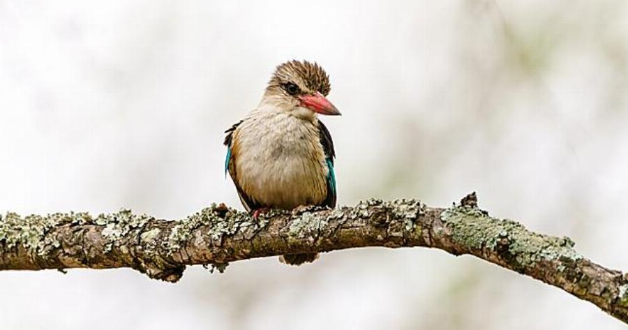 Τι είναι οι Αλκυονίδες μέρες;