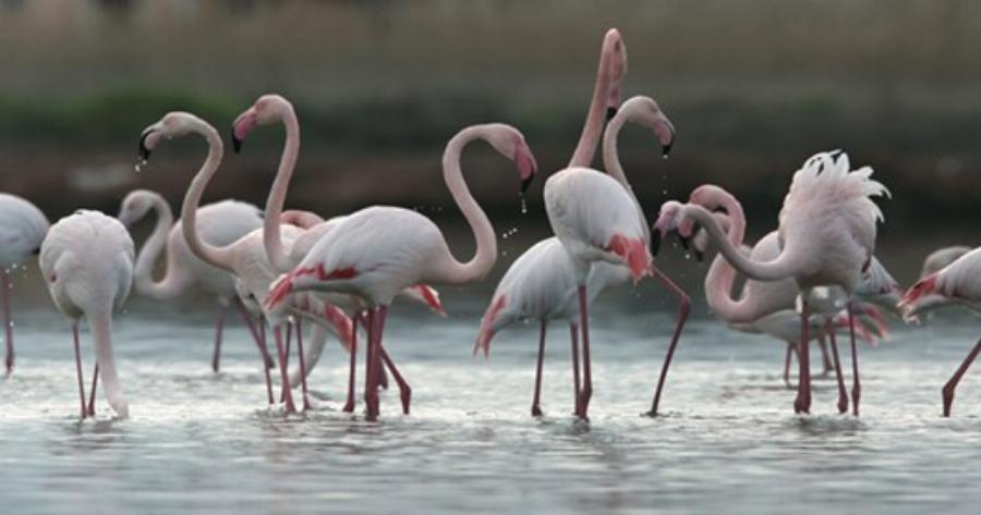 Λιμνοθάλασσα Ωρωπού: Ένας άγνωστος υγροβιότοπος γεμάτος πανέμορφα φλαμίνγκο και ερωδιούς