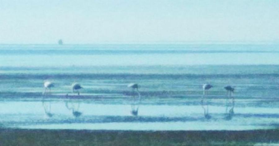 Εμφανίστηκαν φλαμίνγκο στο λιμάνι της Στυλίδας