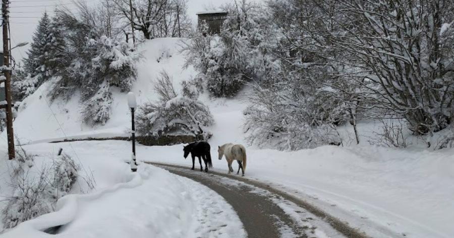 Μαγεία: Η Μοναχική Πορεία Δύο Αλόγων Στο Χιονισμένο Μέτσοβο Με Την Άγρια Ομορφιά