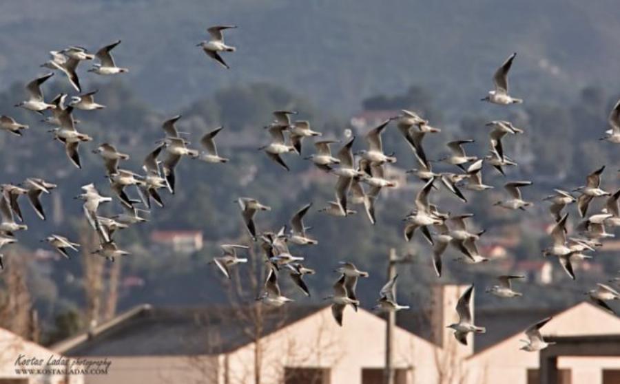 Λιμνοθάλασσα Ωρωπού: Ένας άγνωστος υγροβιότοπος γεμάτος πανέμορφα φλαμίνγκο και ερωδιούς