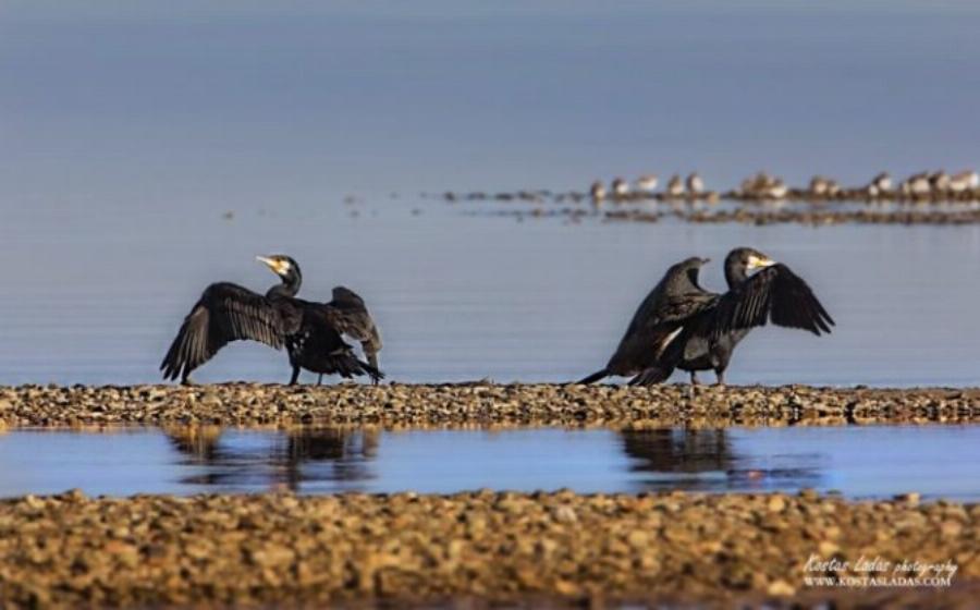 Λιμνοθάλασσα Ωρωπού: Ένας άγνωστος υγροβιότοπος γεμάτος πανέμορφα φλαμίνγκο και ερωδιούς