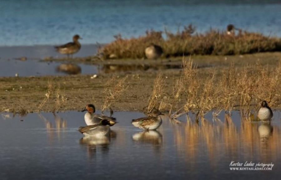 Λιμνοθάλασσα Ωρωπού: Ένας άγνωστος υγροβιότοπος γεμάτος πανέμορφα φλαμίνγκο και ερωδιούς