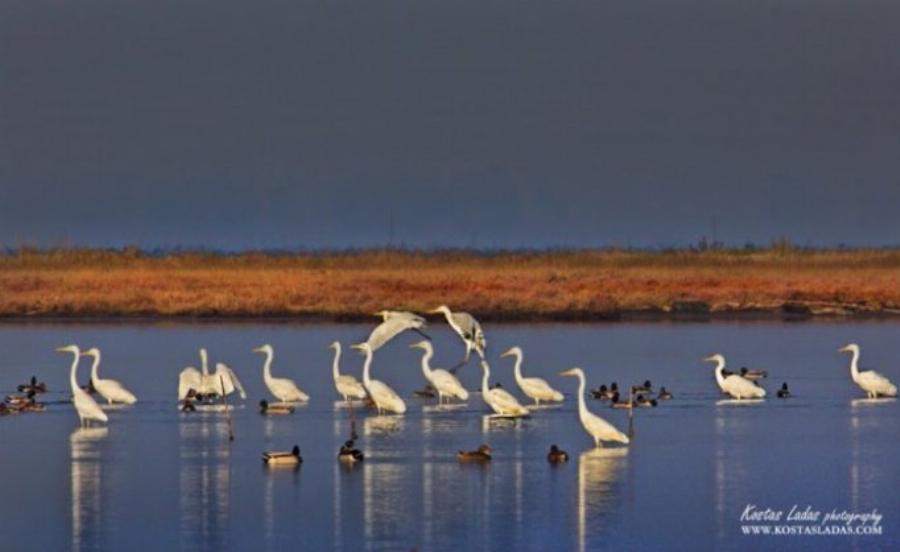 Λιμνοθάλασσα Ωρωπού: Ένας άγνωστος υγροβιότοπος γεμάτος πανέμορφα φλαμίνγκο και ερωδιούς