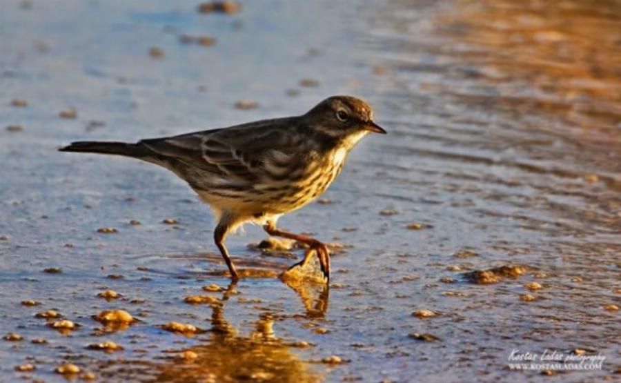 Λιμνοθάλασσα Ωρωπού: Ένας άγνωστος υγροβιότοπος γεμάτος πανέμορφα φλαμίνγκο και ερωδιούς