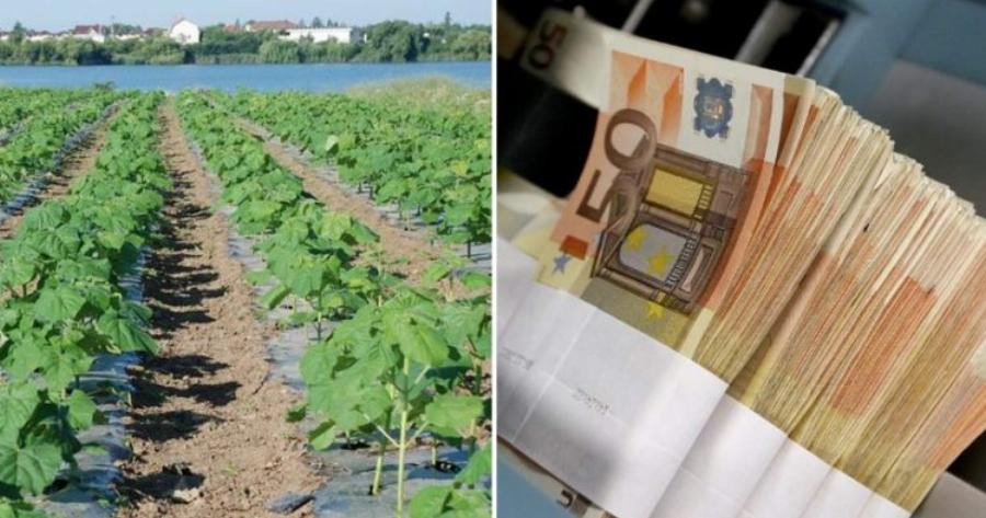 Αυτή Είναι Η Καλλιέργεια Που Προσφέρει Έως 9.000 Ευρώ Το Στρέμμα – Όσα Πρέπει Να Γνωρίζετε