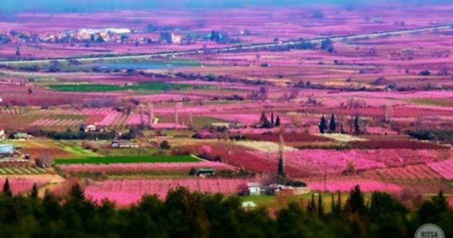 Οι χιλιάδες ανθισμένες ροδακινιές της Βέροιας σε 16 φωτογραφίες βγαλμένες από τα παραμύθια