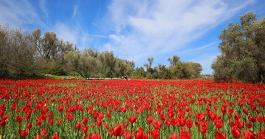 Οι μαγευτικές άγριες λαλάδες που φυτρώνουν μόνο στη Χίο