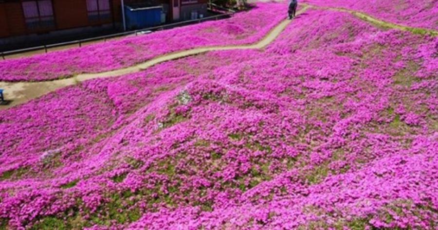 Πέρασε δυο χρόνια φυτεύοντας χιλιάδες λουλούδια για να τα μυρίζει η τυφλή σύζυγός του
