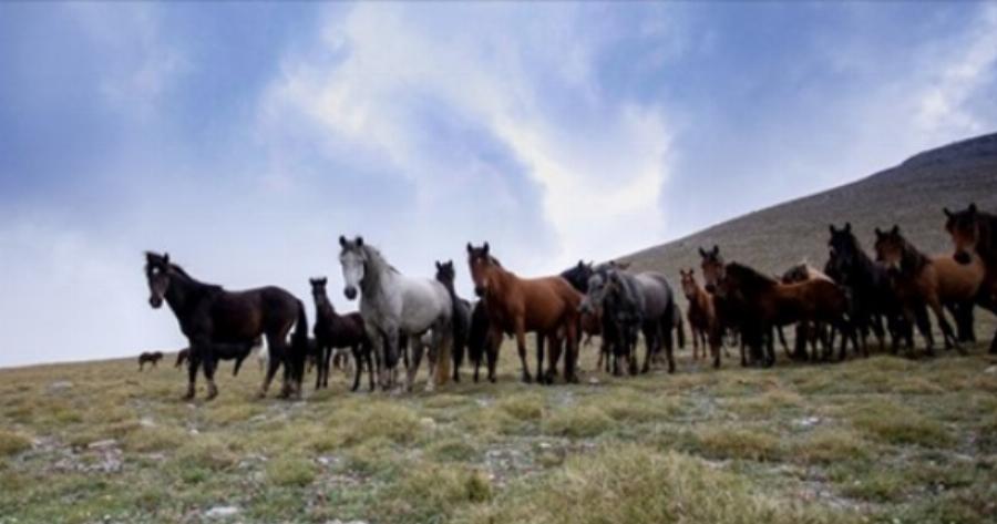 Άγρια άλογα του Ολύμπου: Οι απόγονοι του Βουκεφάλα καλπάζουν ελεύθεροι