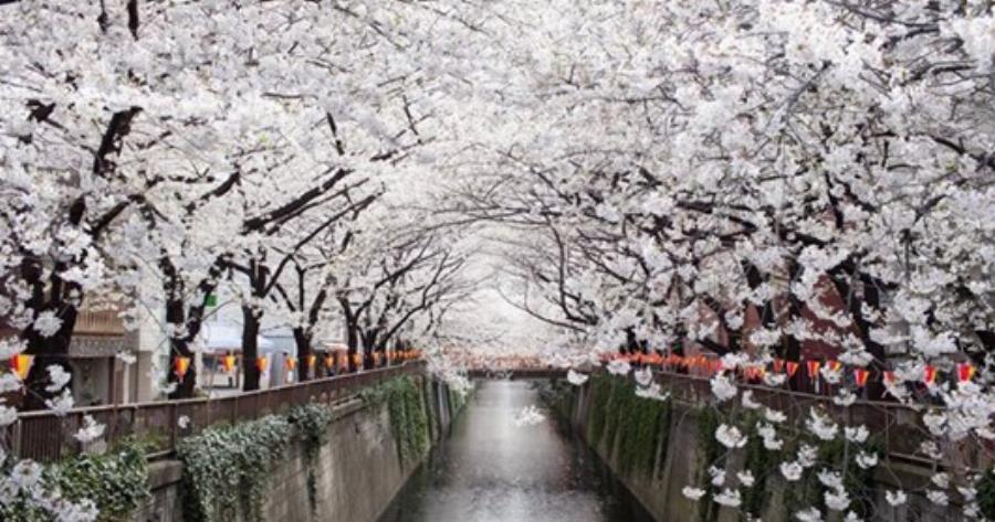 12 μαγικές φωτογραφίες με ανθισμένες κερασιές!