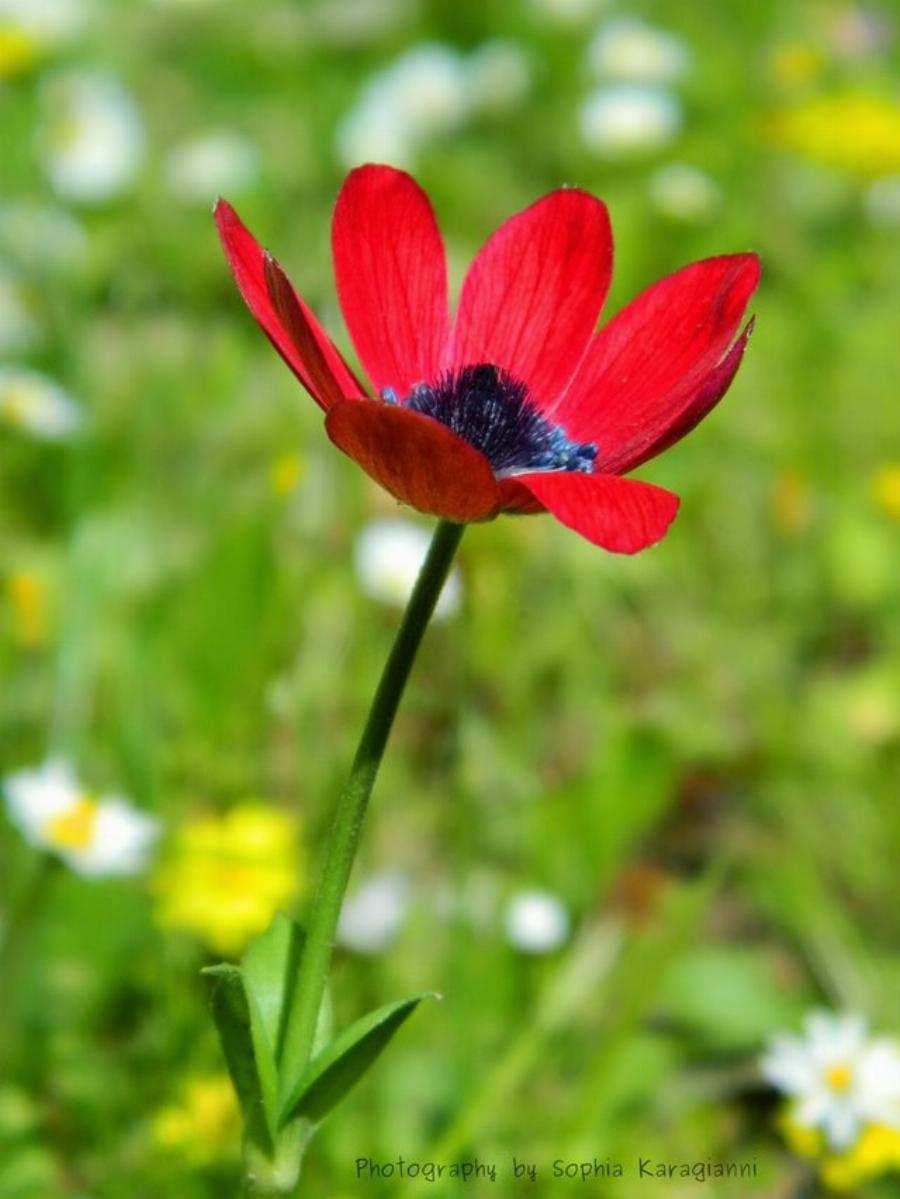 22 από τα ωραιότερα αγριολούλουδα της Ελλάδας!