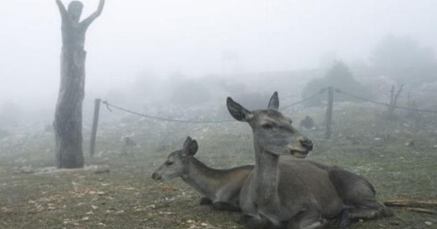 Πάρνηθα: Ελάφια στην ομίχλη – 10 φωτογραφίες βγαλμένες από τα παραμύθια