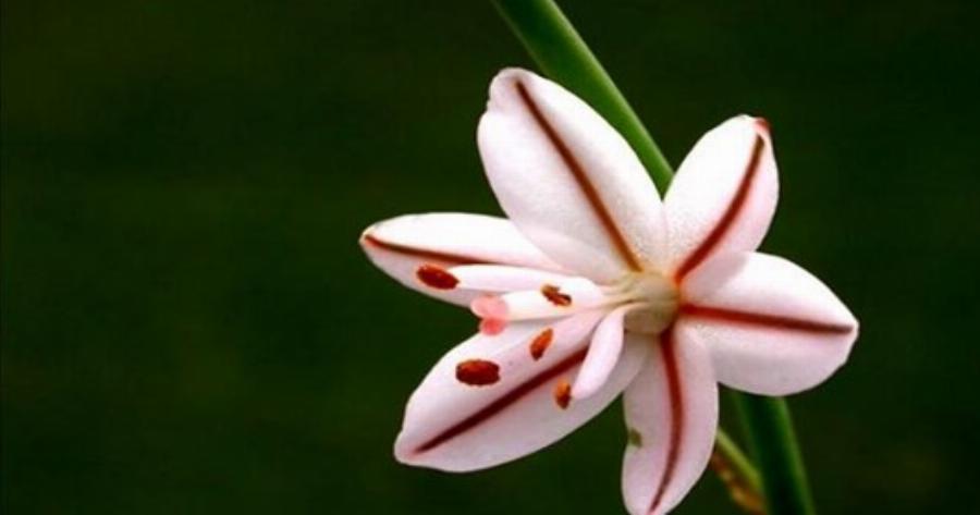 22 από τα ωραιότερα αγριολούλουδα της Ελλάδας!