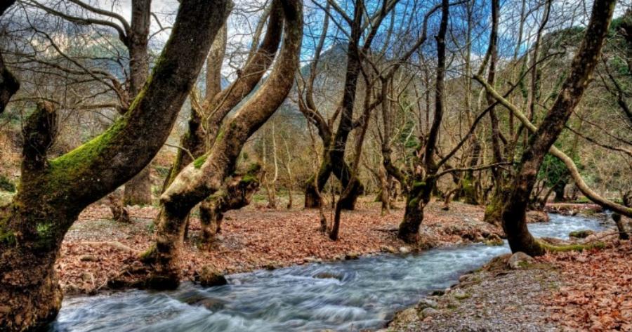 Το Χωριό Με Το Πιο Παράξενο Όνομα Στην Ελλάδα! Εκεί Βρίσκεται Το Ωραιότερο Πλατανόδασος Της Χώρας!