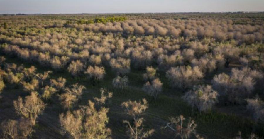 Οι ελιές στη Μεσόγειo χτυπήθηκαν από θανάσιμη ασθένεια – Απειλή και για την Ελλάδα