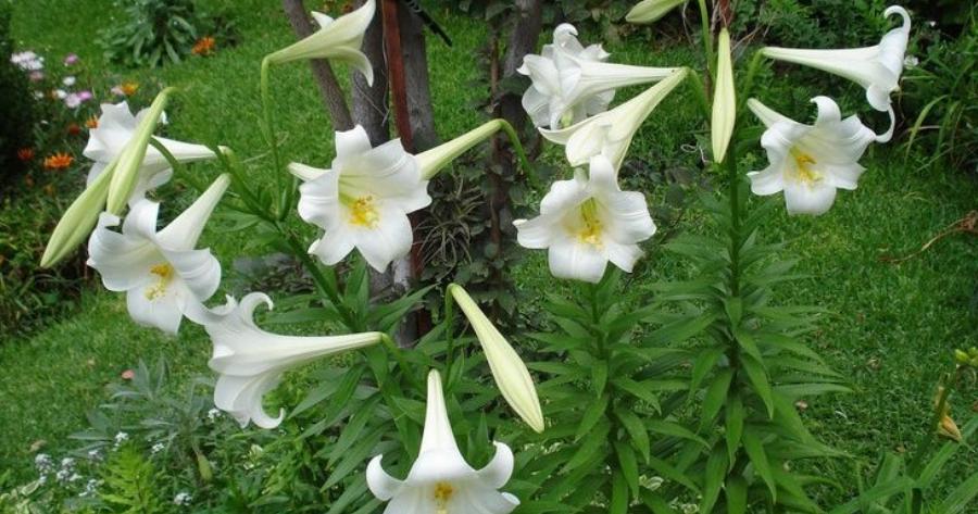 Ο κρίνος της Παναγίας. Ένα σύμβολο αγνότητας μέσα από τα βάθη των αιώνων.