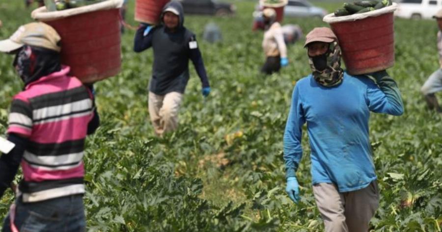 Καλή Αρχή !! – Ημαθία: Στα Χωράφια Έλληνες Εργάτες μετά από 30 ολόκληρα Χρόνια