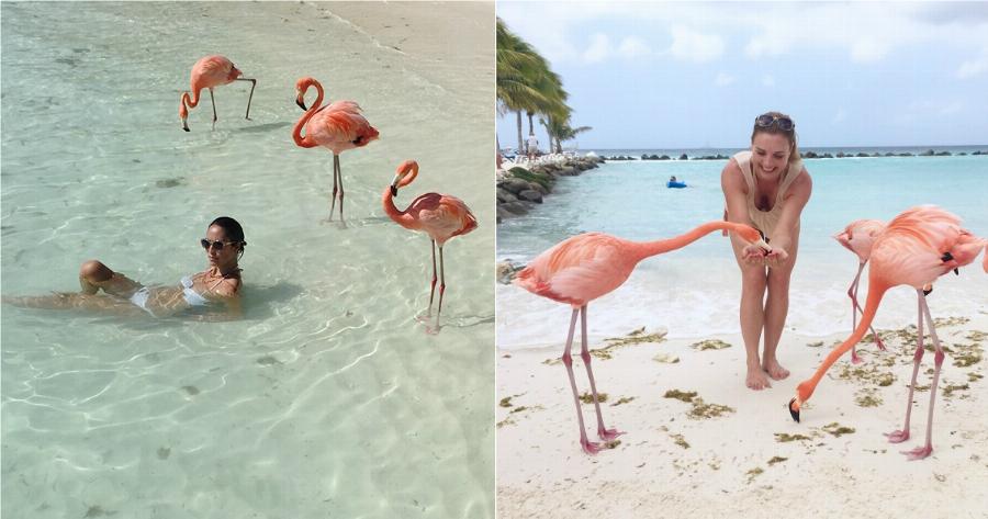 Η Πανέμορφη Παραλία Των Φλαμίνγκο Που Μπορεί Κάποιος Να Κάνει Μπάνιο Μαζί Τους