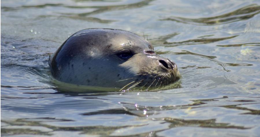 Αλόννησος: Φώκια κάνει αγκαλιές και χαρούλες με κολυμβητή σε ένα βίντεο που μας κλέβει την καρδιά