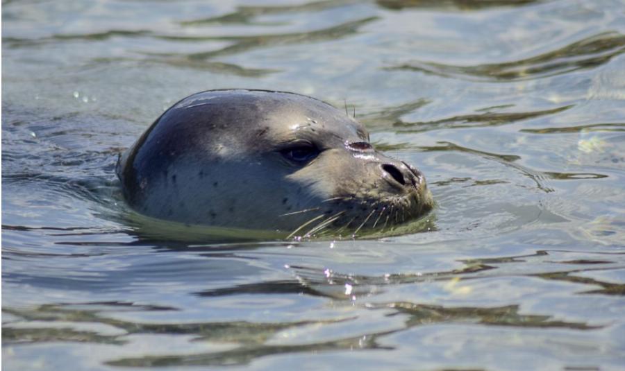 Αλόννησος: Φώκια κάνει αγκαλιές και χαρούλες με κολυμβητή σε ένα βίντεο που μας κλέβει την καρδιά