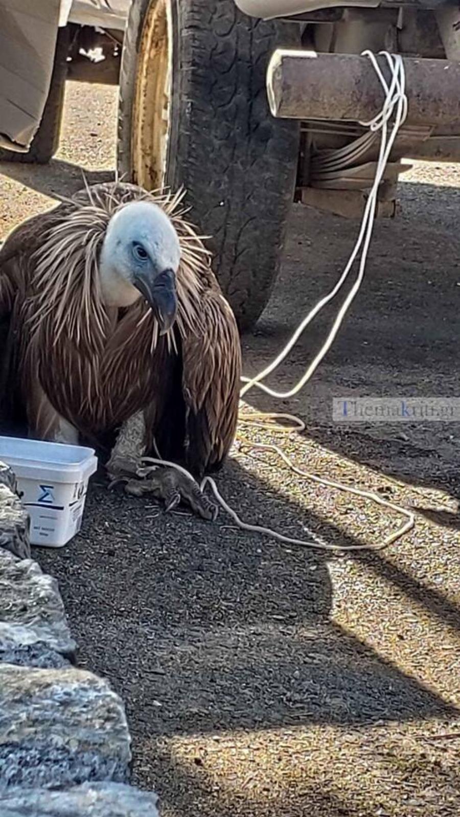 Κρήτη ψαριά: Ψάρεψαν γυπαετό στα ανοιχτά της Κρήτης – Απίστευτες εικόνες που δεν έχουμε ξαναδεί