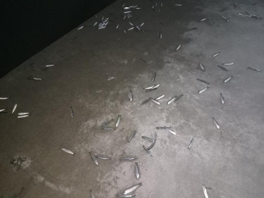 Νέα Παραλία Θεσσαλονίκης: Εικόνες πέρα από κάθε φαντασία – Γέμισε ξαφνικά η θάλασσα με νεκρά ψάρια