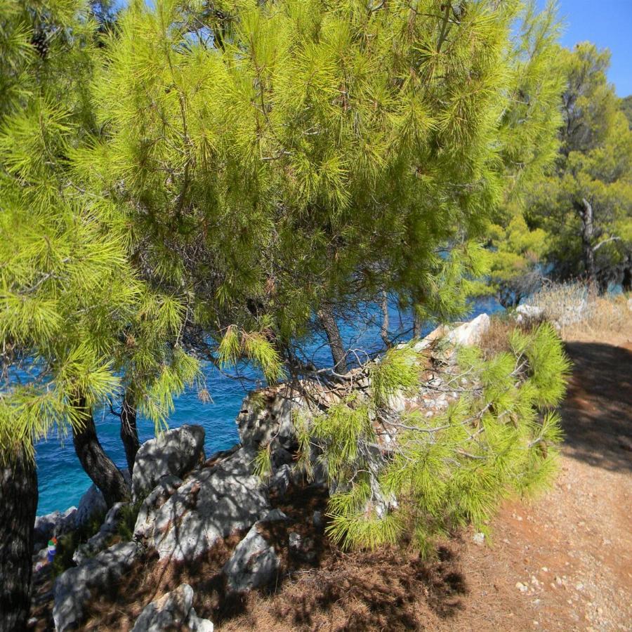 Είναι μια ανάσα από την Αθήνα, η είσοδος είναι δωρεάν, τα νερά της είναι καταγάλανα και τα δέντρα ακουμπούν στη θάλασσα