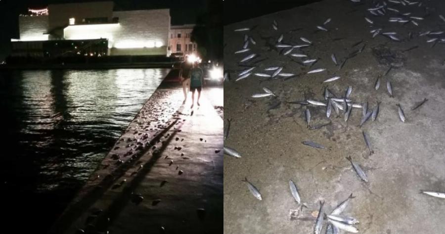 Νέα Παραλία Θεσσαλονίκης: Εικόνες πέρα από κάθε φαντασία – Γέμισε ξαφνικά η θάλασσα με νεκρά ψάρια