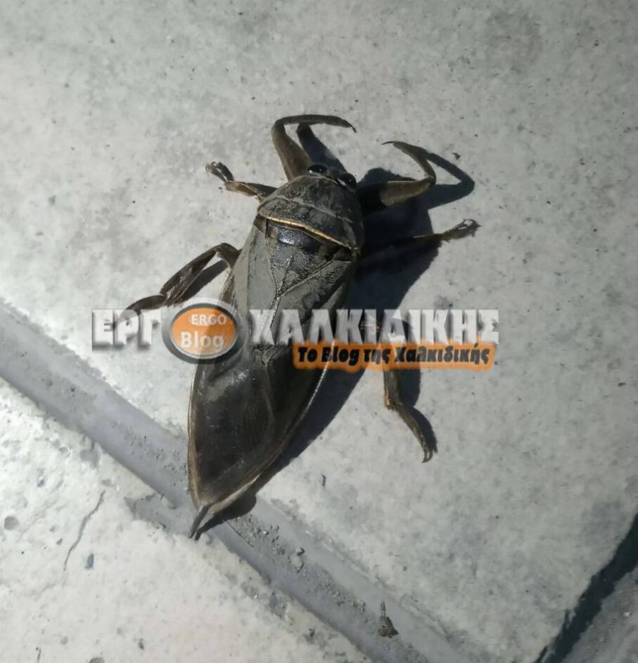 Χαλκιδική έντομο: Εμφανίστηκε το μεγαλύτερο υδρόβιο έντομο με δηλητηριώδες δάγκωμα (Εικόνες)