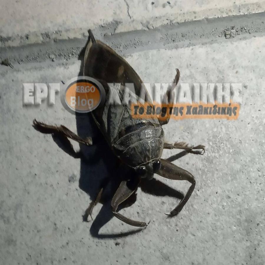 Χαλκιδική έντομο: Εμφανίστηκε το μεγαλύτερο υδρόβιο έντομο με δηλητηριώδες δάγκωμα (Εικόνες)