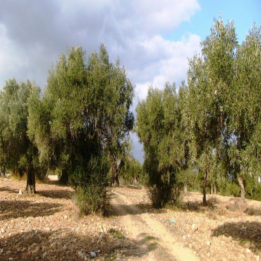 Μόρια: Μετανάστες έκοψαν πεντέμισι τόνους ξύλα από ελαιώνα – Τεράστια οικονομική ζημιά του ιδιοκτήτη