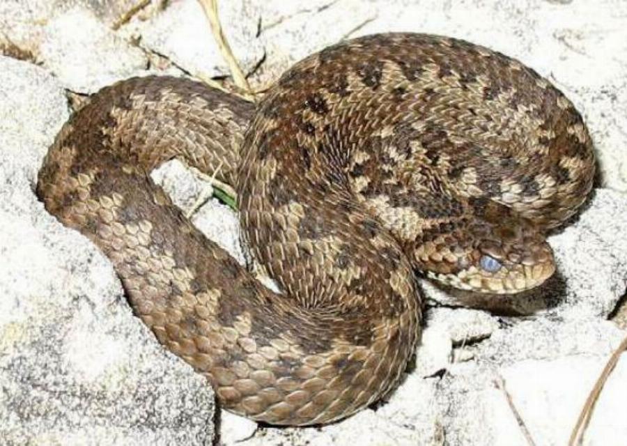 Τρίκαλα φίδι: Μητέρα άρπαξε φίδι που τρύπωσε στο κρεβάτι του γιου της και τον έσωσε