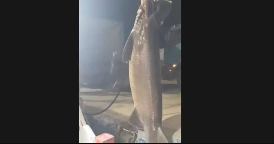 Ψάρι γίγαντας στη Σκόπελο: Ψάρεψαν γαλέο 6 μέτρα και 500 κιλά – Δείτε το βίντεο