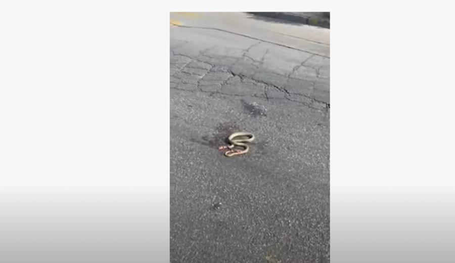 Θεσσαλονίκη φίδι: Έκοβε ανενόχλητο βόλτες στο κέντρο της πόλης – Το κατέγραψαν σε βίντεο