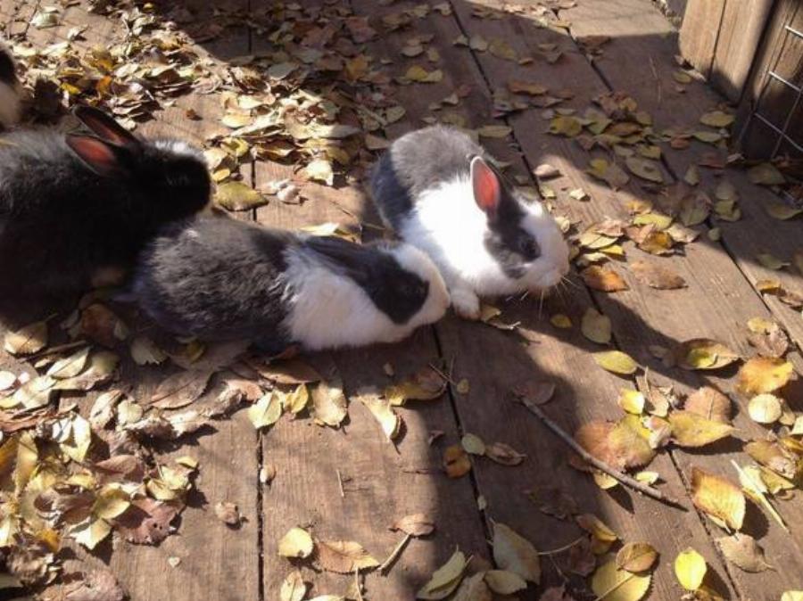 Cherryland: 2 ώρες μακριά από την Αθήνα, θα βρείτε ένα μαγικό χωριό βγαλμένο από το ομορφότερο παραμύθι