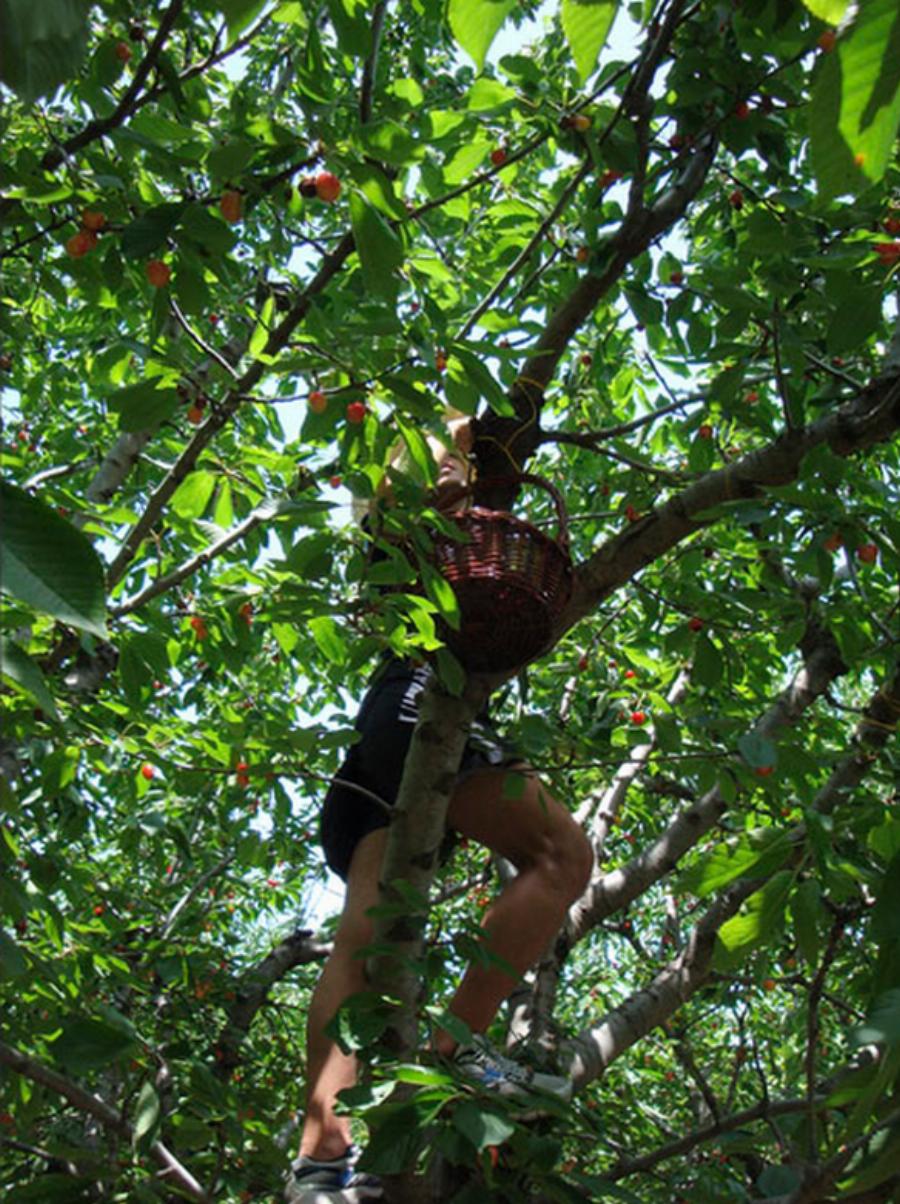 Cherryland: 2 ώρες μακριά από την Αθήνα, θα βρείτε ένα μαγικό χωριό βγαλμένο από το ομορφότερο παραμύθι