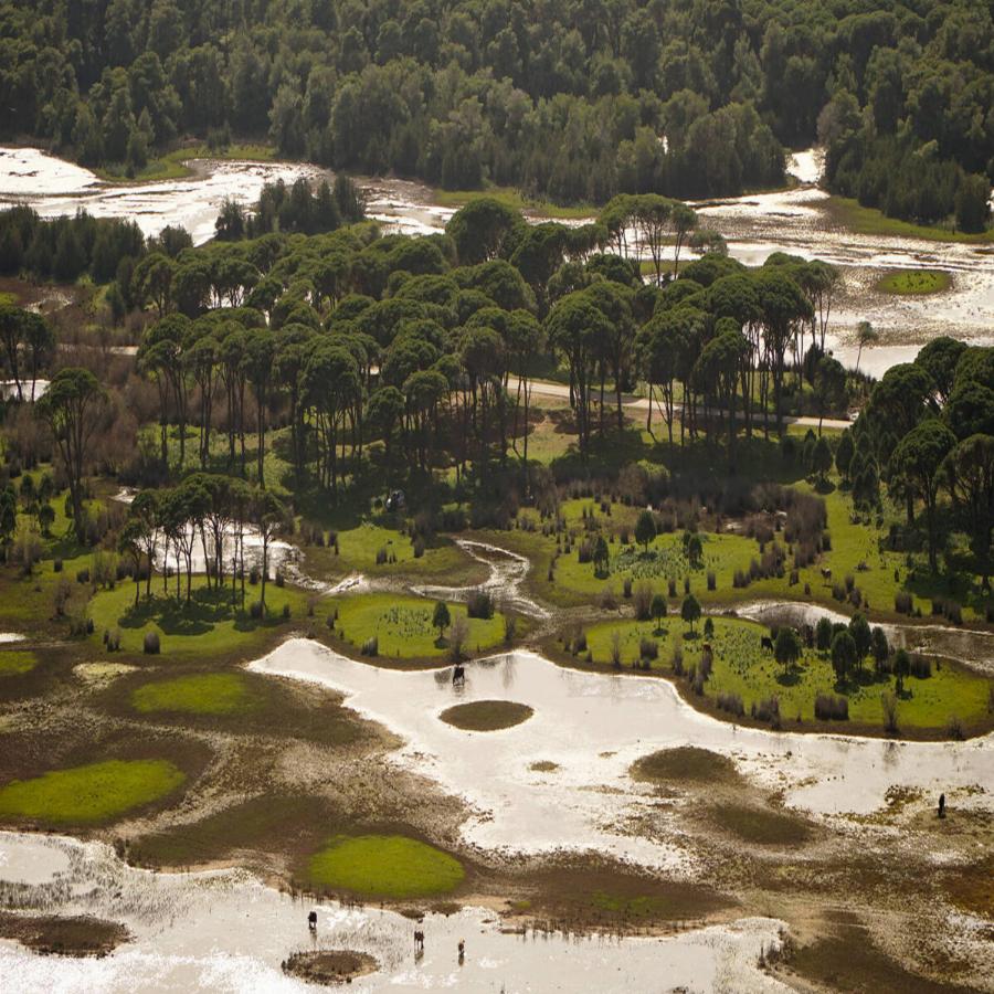 Στο μεγαλύτερο παραθαλάσσιο δάσος της Ελλάδας, πας με αυτοκίνητο και νικαέι σε ομορφιά και τον Αμαζόνιο