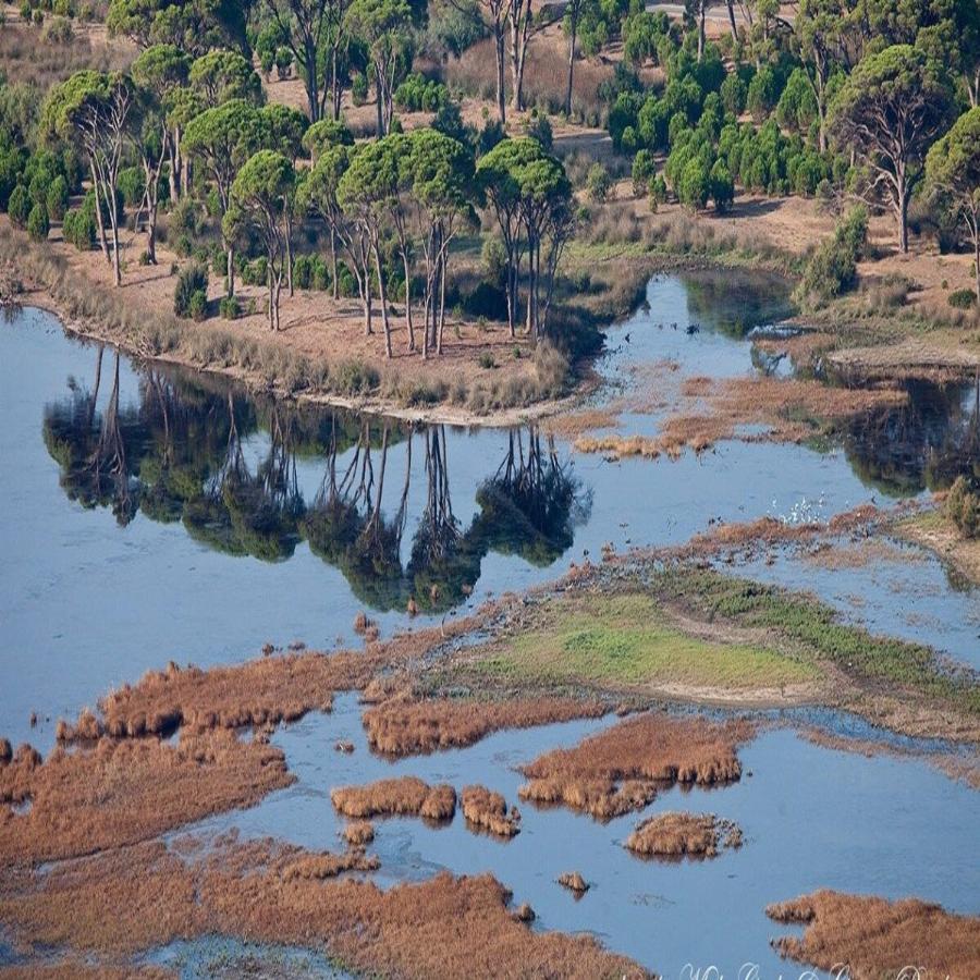 Στο μεγαλύτερο παραθαλάσσιο δάσος της Ελλάδας, πας με αυτοκίνητο και νικαέι σε ομορφιά και τον Αμαζόνιο