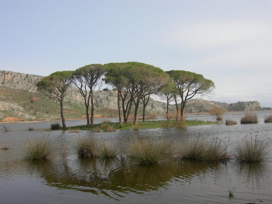 Στο μεγαλύτερο παραθαλάσσιο δάσος της Ελλάδας, πας με αυτοκίνητο και νικαέι σε ομορφιά και τον Αμαζόνιο