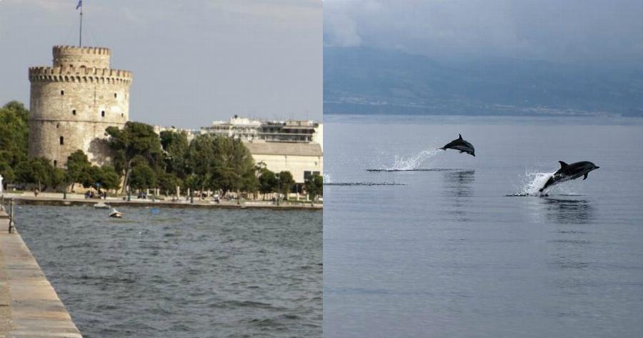 Θεσσαλονίκη δελφίνια: Δείτε τα σε βίντεο να παίζουν στο Θερμαικό
