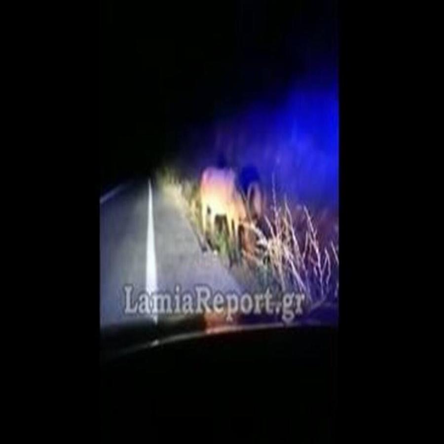 Φθιώτιδα άλογα: Απίστευτες εικόνες και βίντεο με μεγάλα άλογα μέσα στο δρόμο