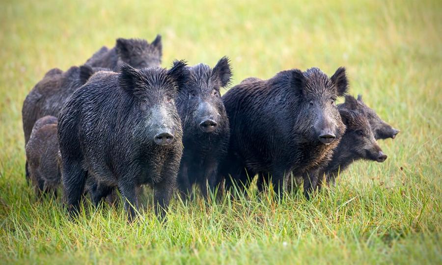 Λαμία αγριογούρουνα: Αγριογούρουνα κάνουν ελεύθερα τη βόλτα τους μέσα στη Λαμία – Απίστευτο βίντεο